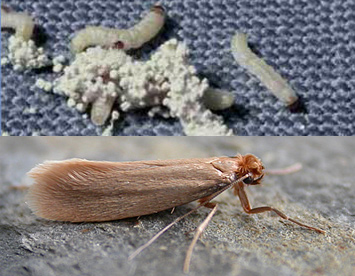 https://www.loveyourrug.ca/wp-content/uploads/2014/11/carpet-moth-larvae.jpg