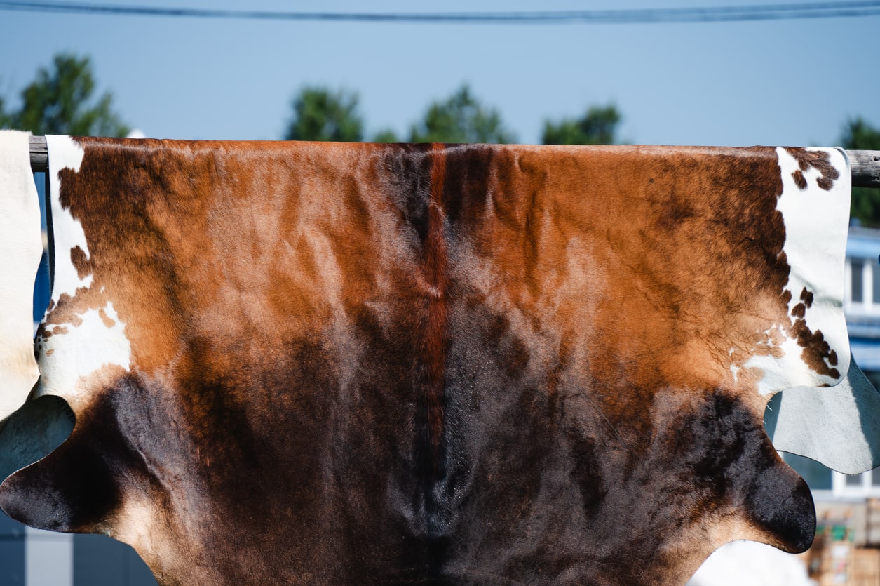 cowhide rugs drying after cleaning