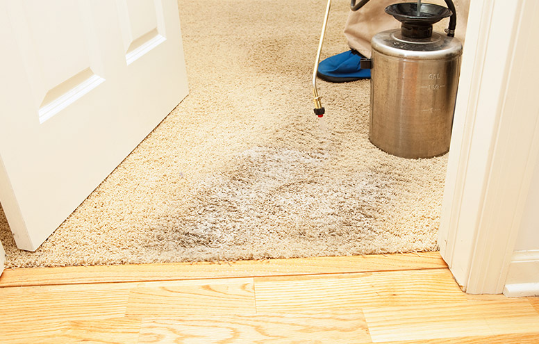 best carpet cleaner protection